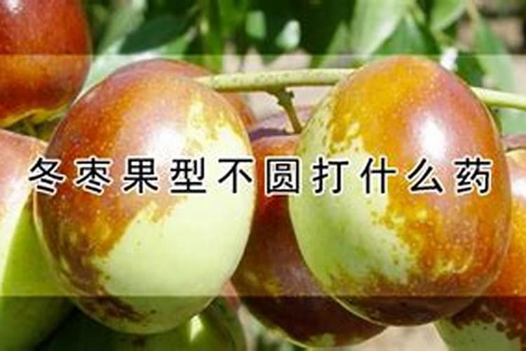 冬枣膨大期如何管理 有哪些你不知道的误区