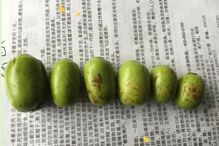 冬枣树幼果期的管理三要点