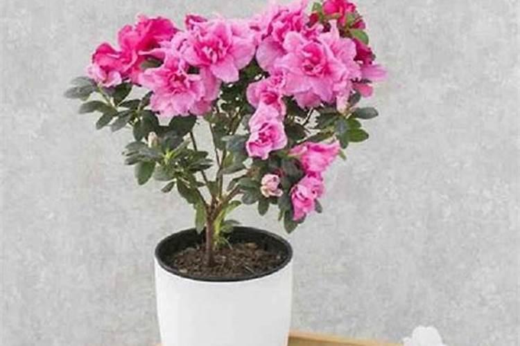 杜鹃花带芽怎么施肥？施肥需要水吗？