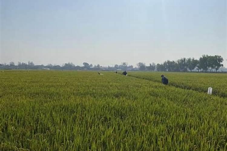 玉米几个叶喷叶面肥 怎么施肥效果最好