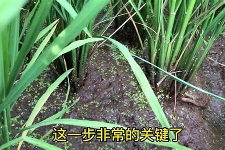 水稻黄叶矮缩病用什么农药治