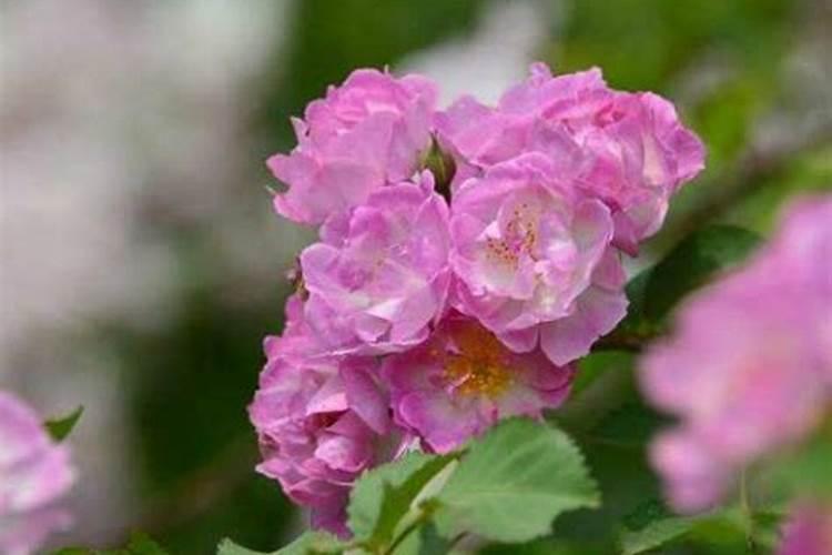 蔷薇花施肥方法