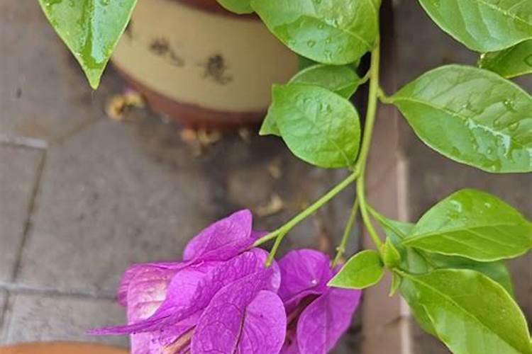 三角梅开花期间怎么施肥？施什么肥？