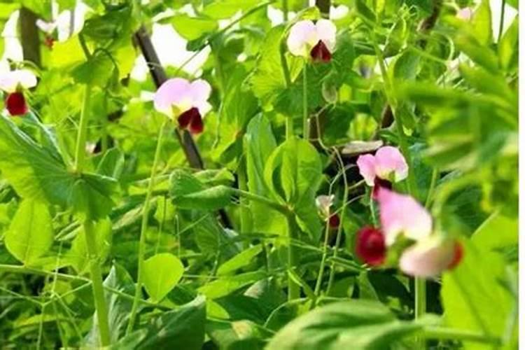 荷兰豆上什么肥料能让它花多角厚呢