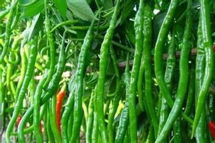 辣椒什么时候施用磷肥效果好？种植辣椒可以经常浇水吗？