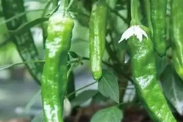 辣椒苗开花结果期,应该选择什么肥料最适宜？