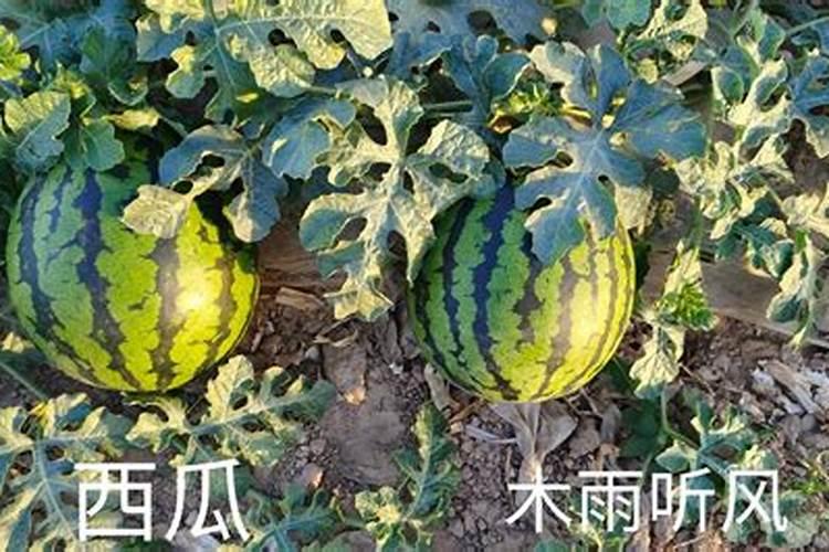 种西瓜需要什么肥料