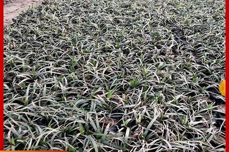 沿阶草和麦冬有什么区别？求附图解释。