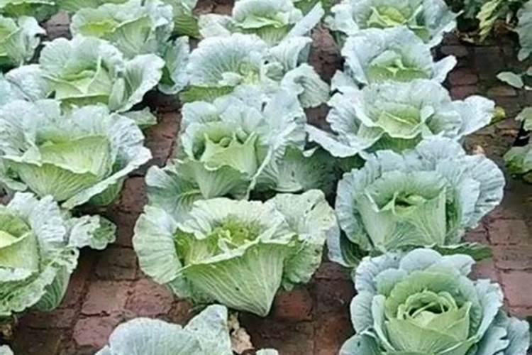 枇杷树打药最佳时间表