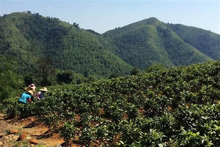 茶叶叶面肥怎样施用才好