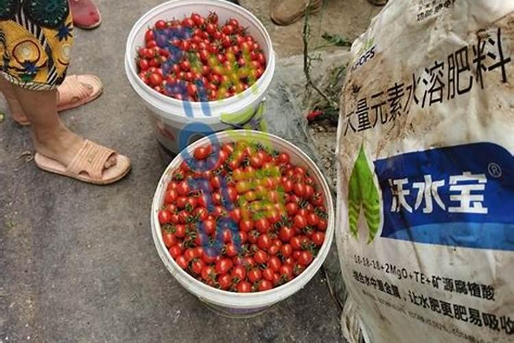 硝酸磷肥会烧树吗