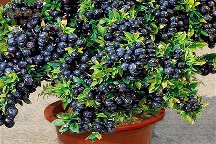 花盆中蓝莓施什么肥好