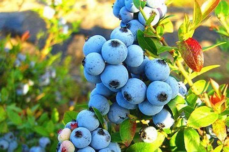 蓝莓施肥用什么肥料最好 种蓝莓用肥正确长得快
