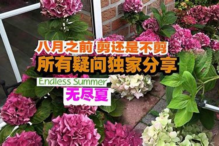 绣球花修剪后施什么肥