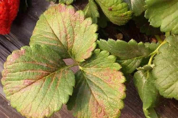 草莓施肥时间和方法