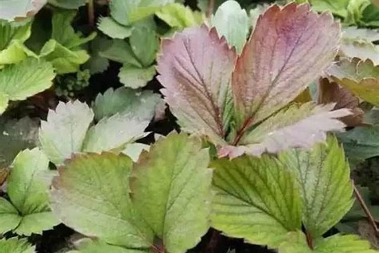 草莓施肥时间和方法