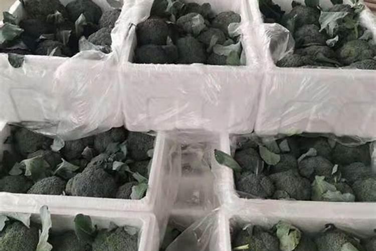 西兰花的正确种植方法是什么