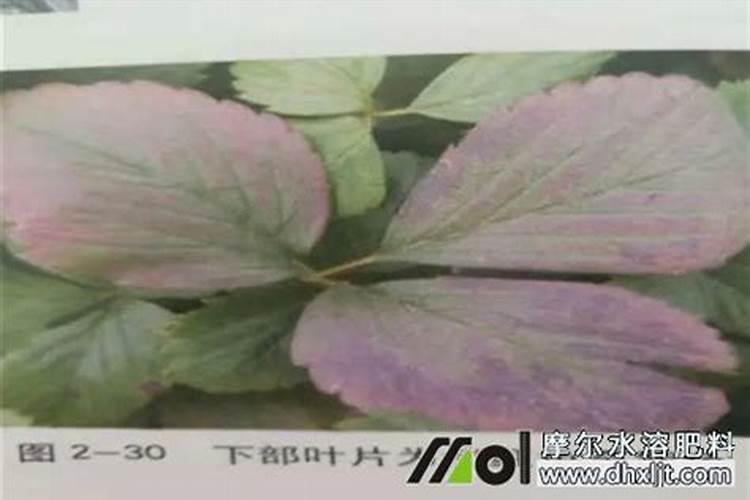 草莓缺钾肥什么症状？