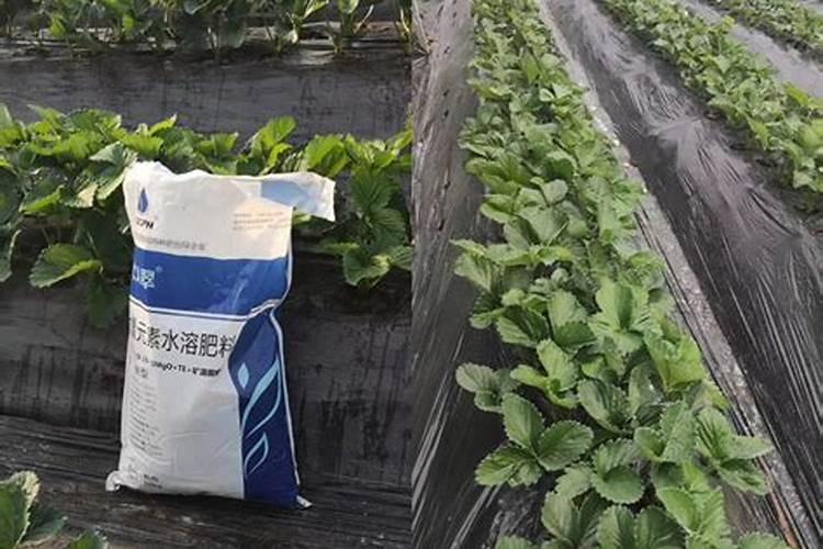 冲施水溶肥几天见效