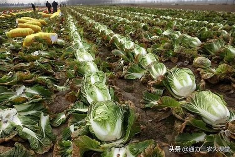 白菜适合什么复合肥