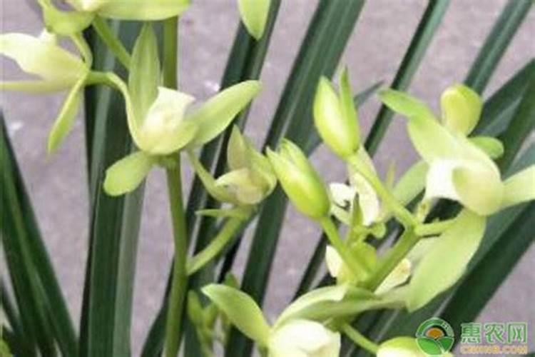 兰花用什么叶面肥最好？
