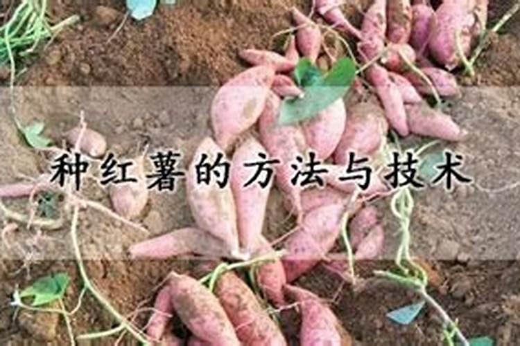 红薯和花生能同时种植吗