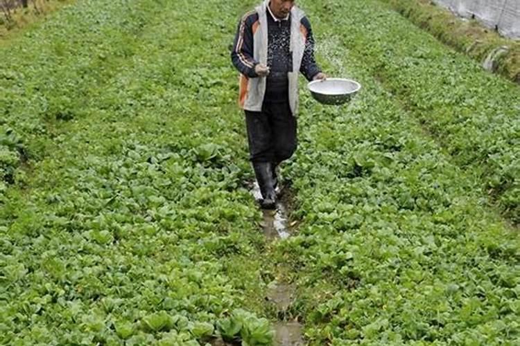 种花生用什么肥料最好