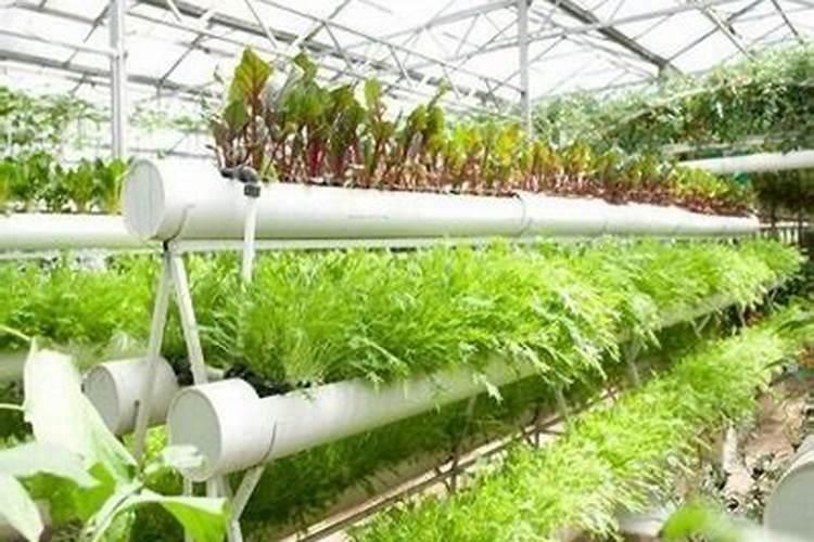 养花万能营养液  养花营养液的配制方法