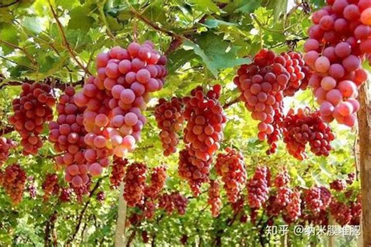 葡萄出芽最怕三个肥料