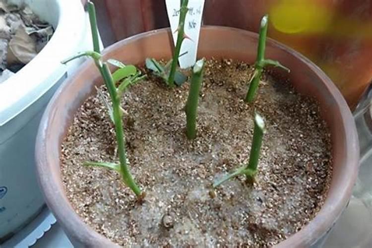 西红柿叶片边缘黄化,眼瞅着慢慢变干了,是什么病害？怎么防治？