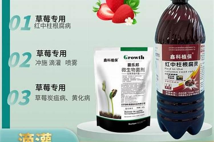 猕猴桃花腐病用什么药预防最好