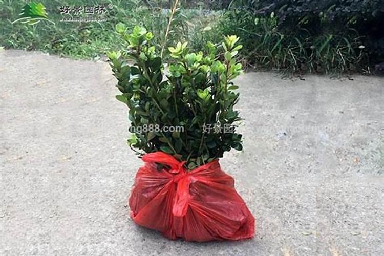 现在季节杜鹃花会开花吗？