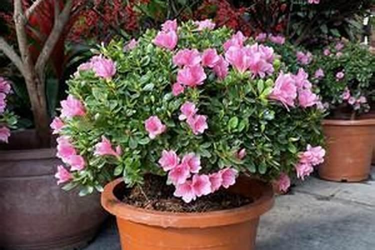 家庭绿植花卉养殖方法及注意事项