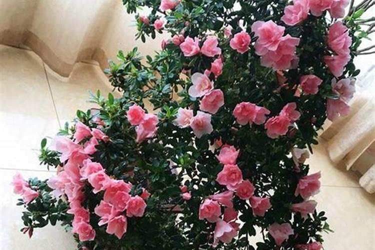请教桂花树、杜鹃花、龙吐珠的最佳养殖方法!