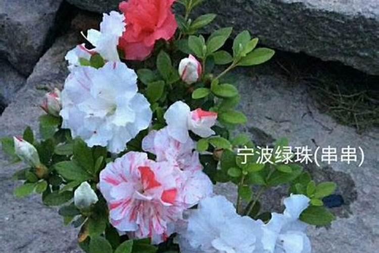 现在季节杜鹃花会开花吗？