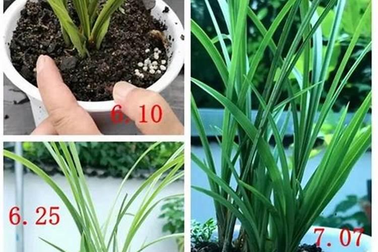 河南适合种植什么果树