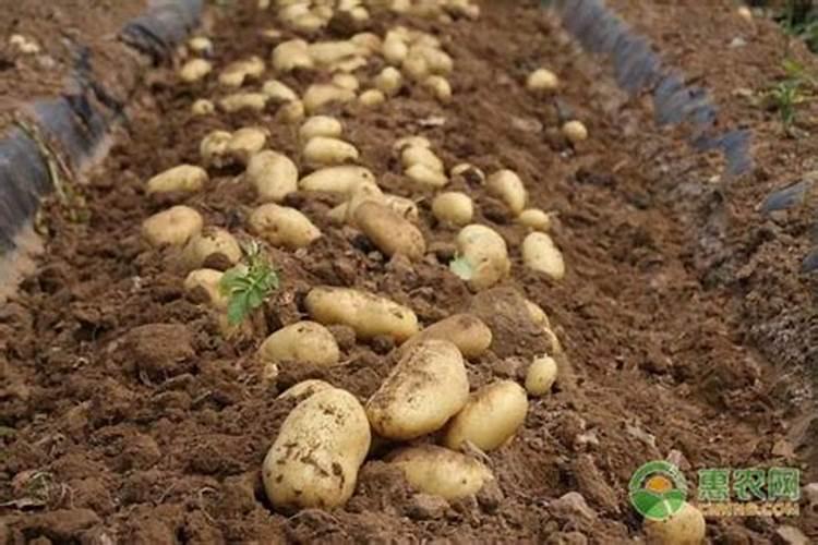 土豆的种植技术及施肥方法