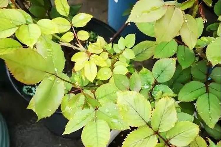 小麦干热风害症状