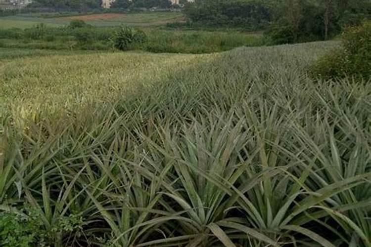 菠萝的施肥方法是什么