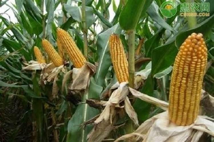 玉米最佳追肥时间是在什么时候？追肥时要注意什么问题？