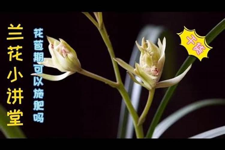栀子花花苞时浇什么肥料(栀子花施什么肥才能长出花蕾)