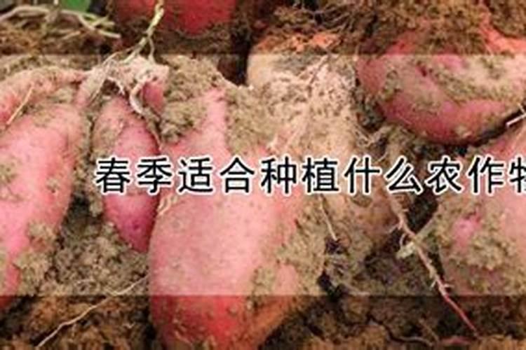 春季苗木如何预防倒春寒？