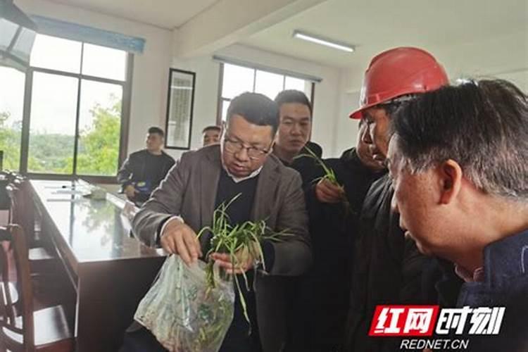 春季苗木如何预防倒春寒？