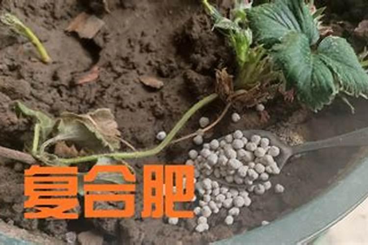 怎么给花施复合肥