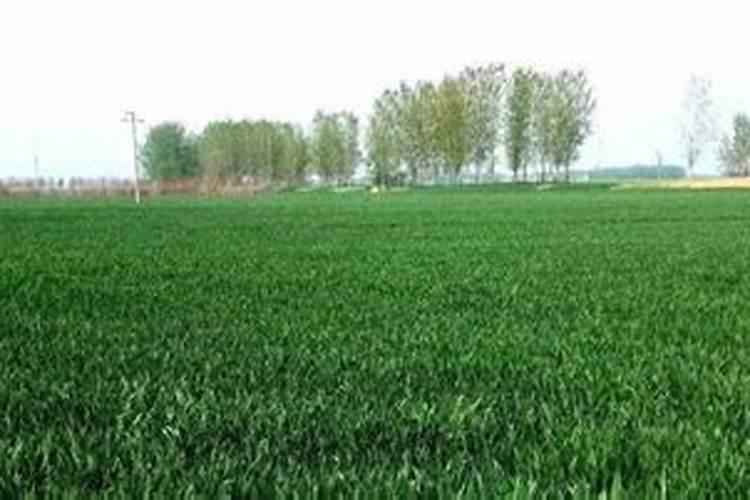 西葫芦露天种植怎么浇水施肥最好