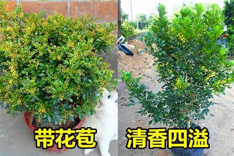玫瑰海棠怎么养