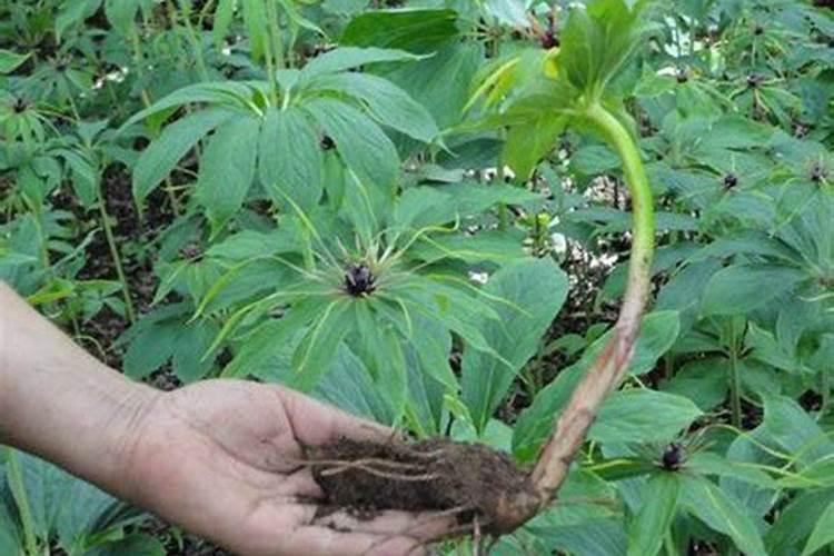 重楼的种植方法