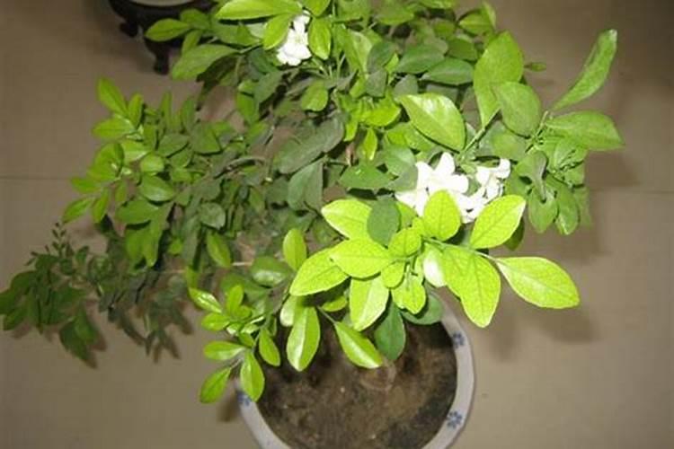 柑橘树施什么复合肥好呢？一年要施多少次？(大树)
