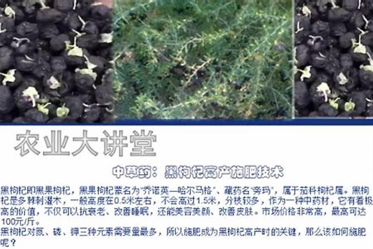 黑枸杞树种植方法