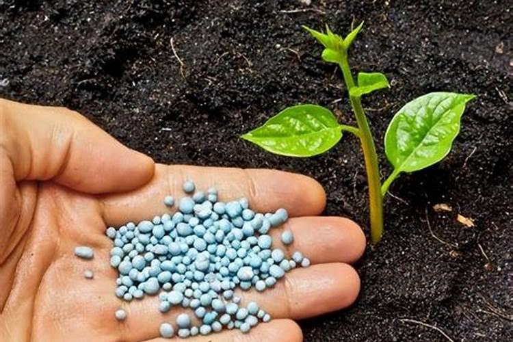 栀子花用什么肥料最好